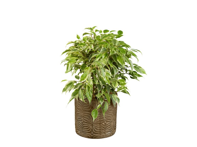 Piante verdi