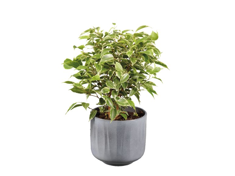 Piante verdi