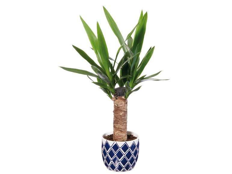 Piante verdi
