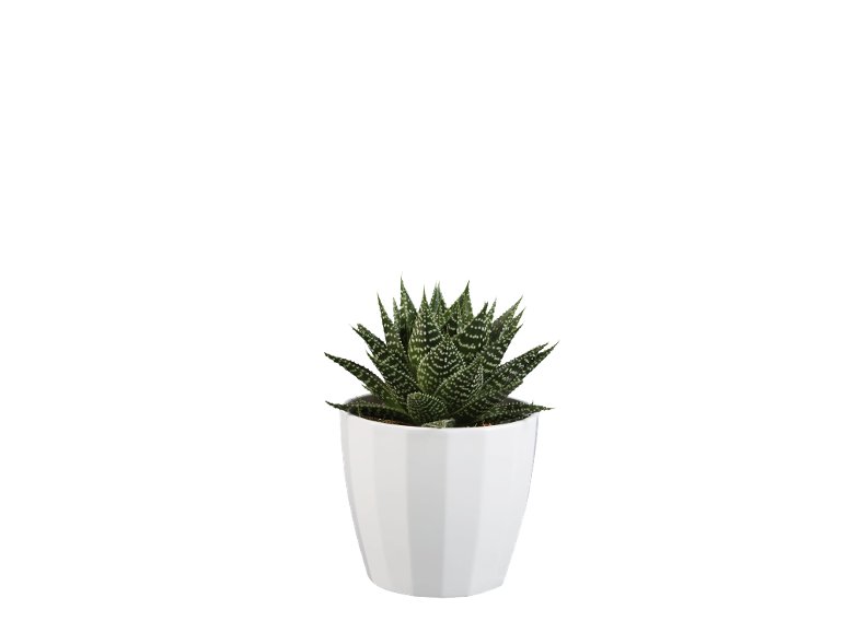 Piante verdi