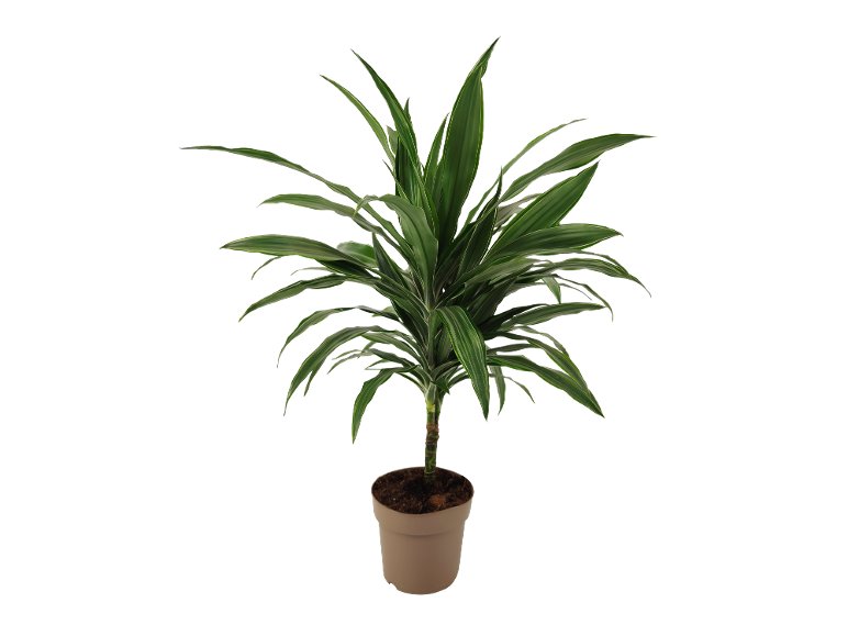 Piante verdi