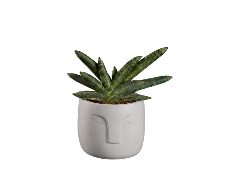 Piante verdi