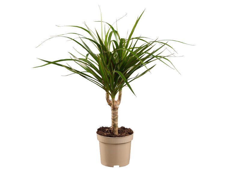 Piante verdi