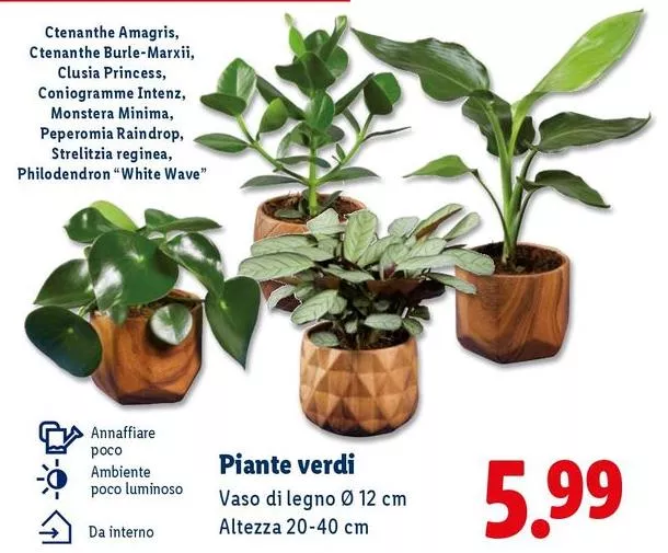 Piante Verdi