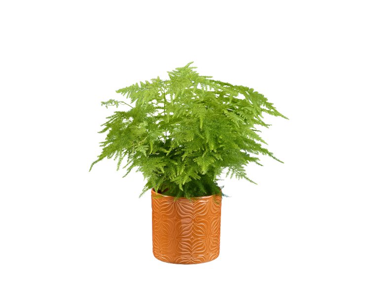 Piante verdi