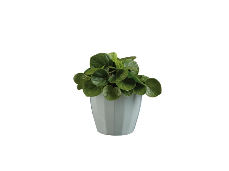 Piante Verdi