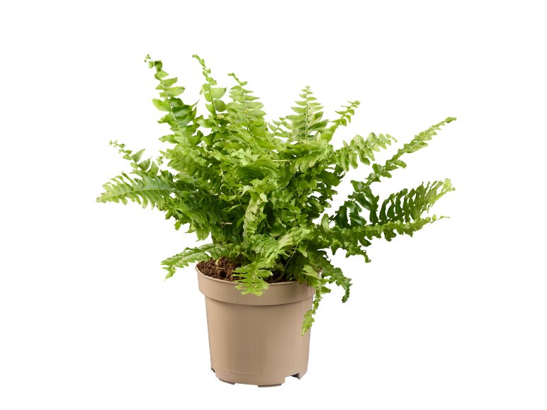 Piante verdi