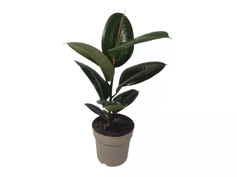 Piante verdi