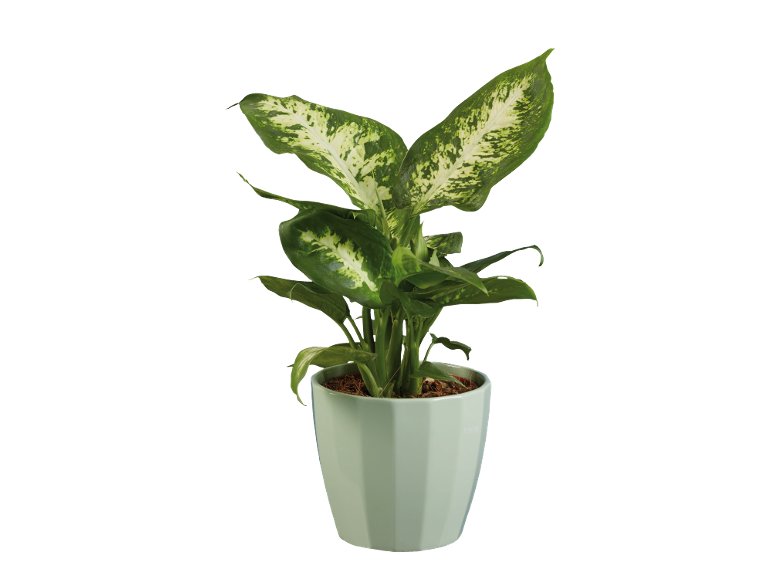 Piante Verdi