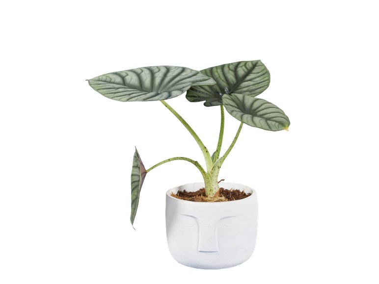 Piante Verdi