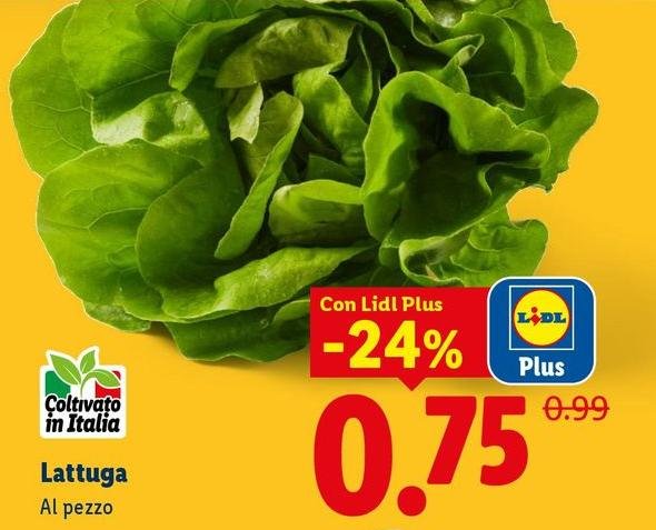 Lattuga