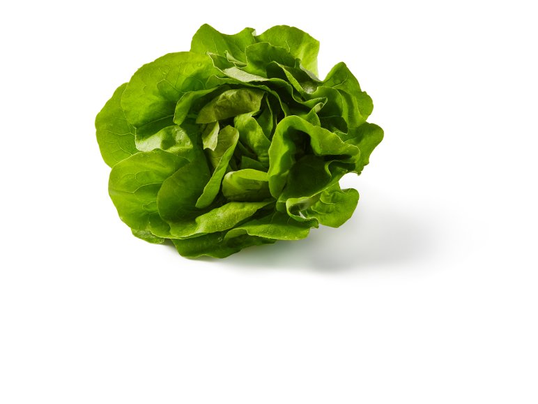 Lattuga