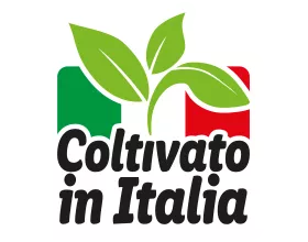 Lattuga