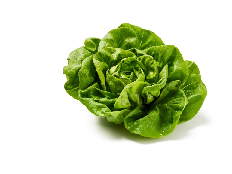 Lattuga