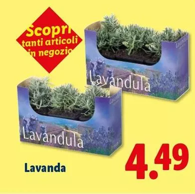 Lavanda