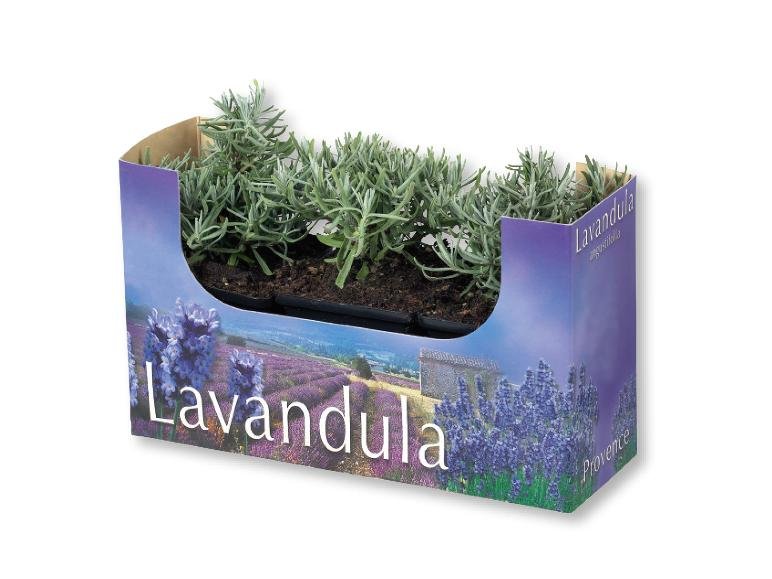 Lavanda