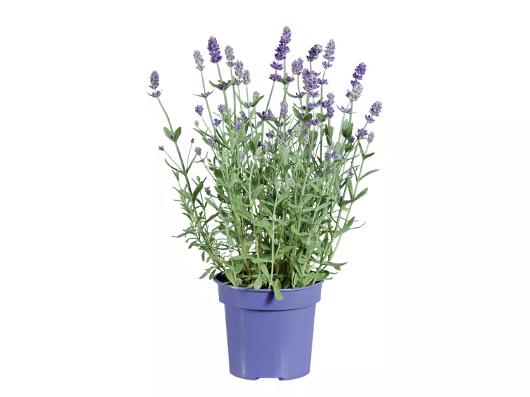 Lavanda