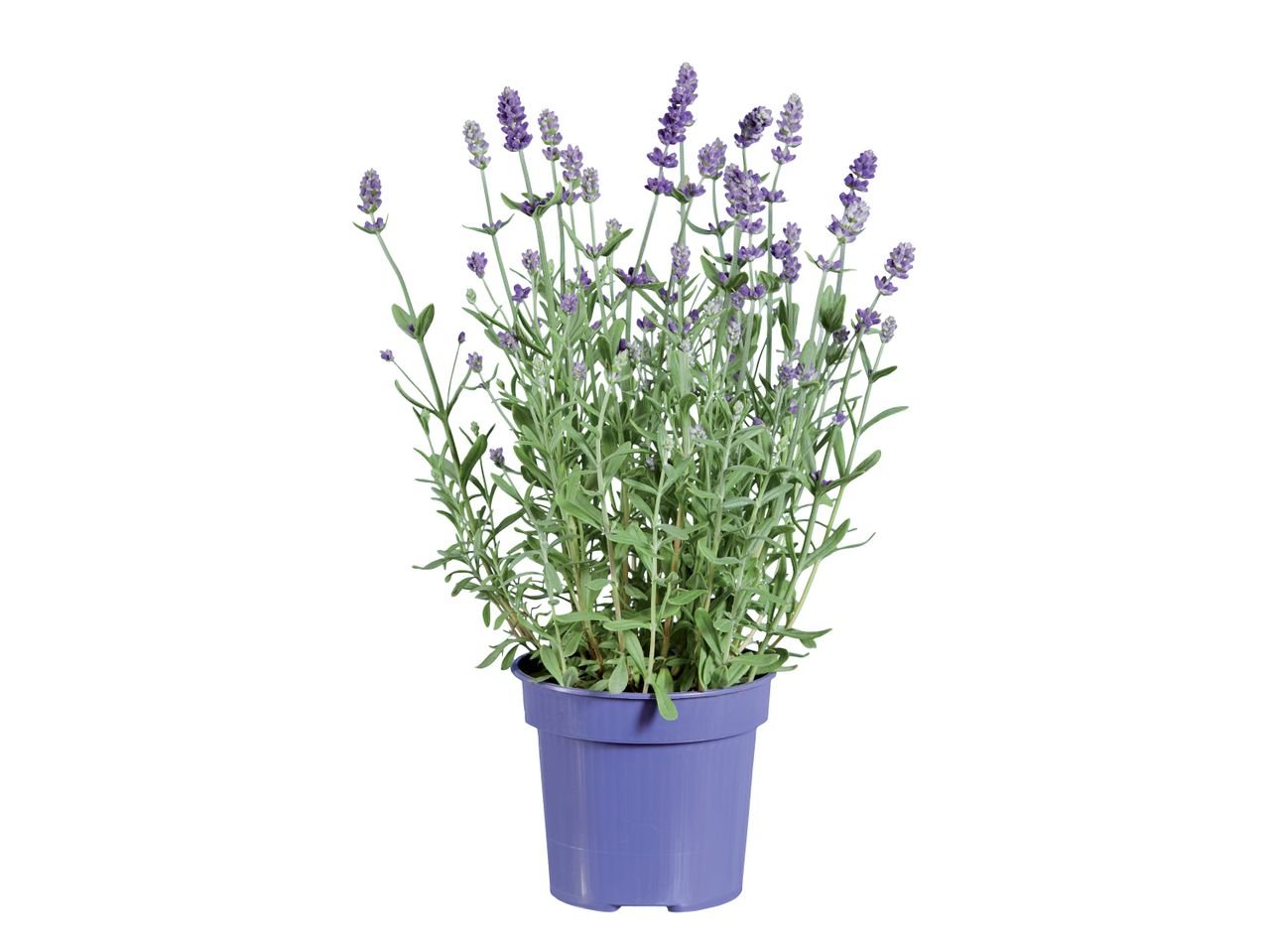 Lavanda