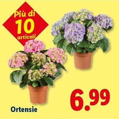 Ortensie