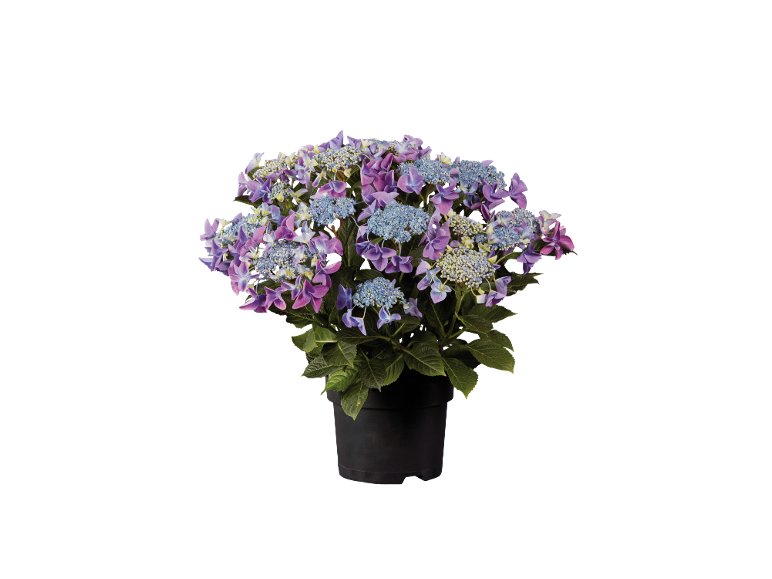 Ortensie