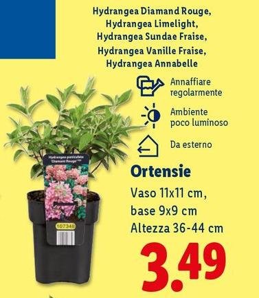 Ortensie