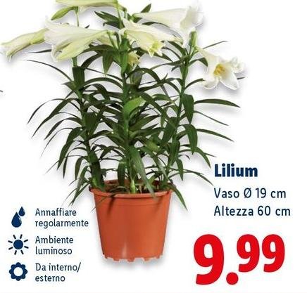 Lilium