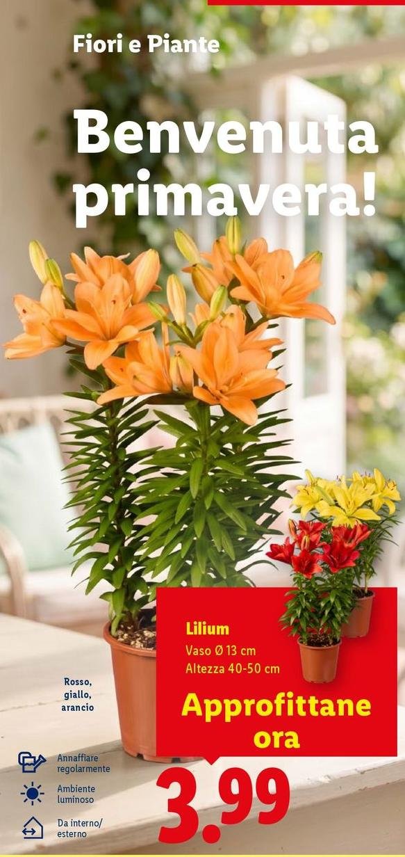 Lilium