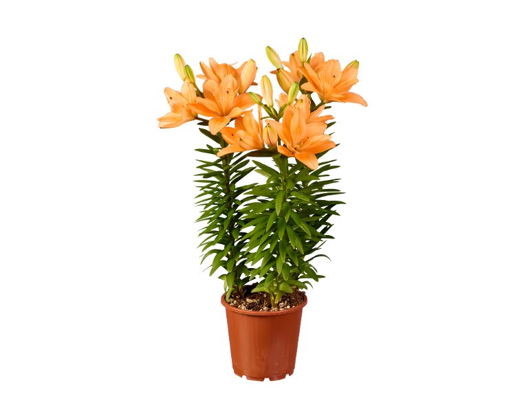 Lilium