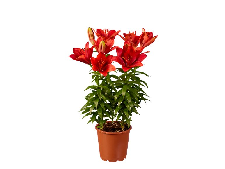Lilium