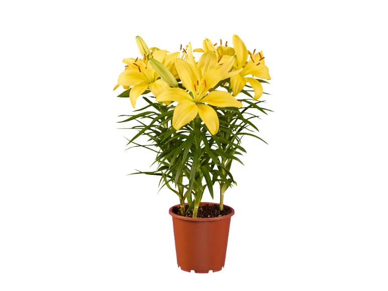 Lilium