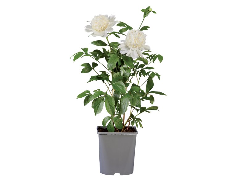 Peonia