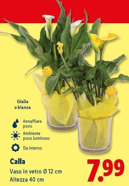Calla