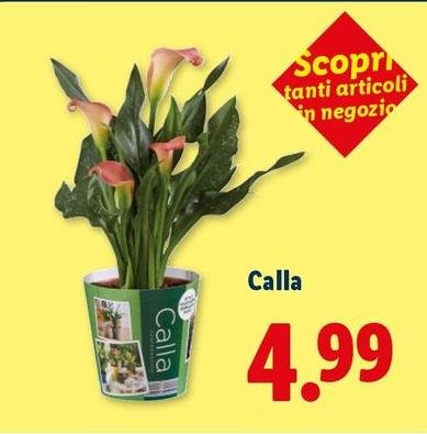 Calla