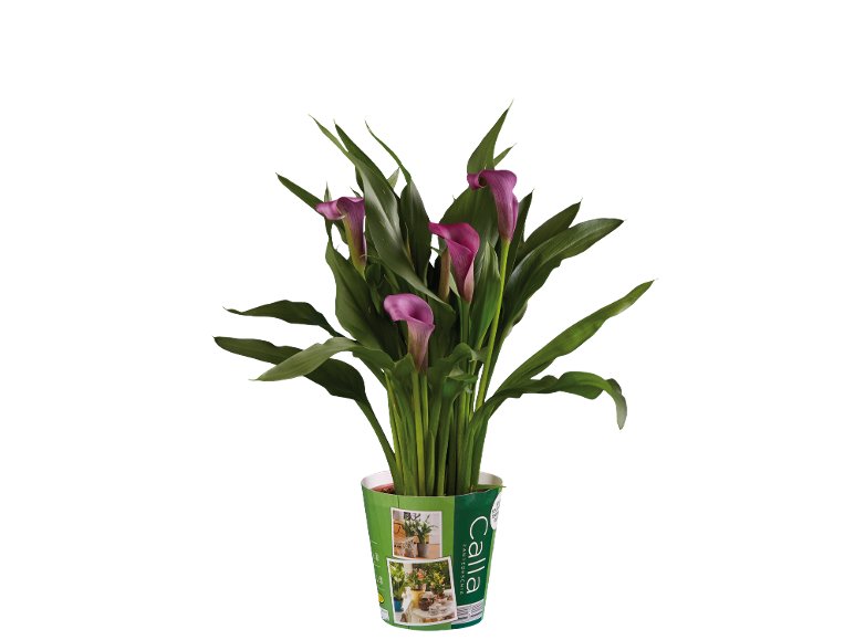Calla