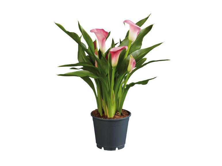 Calla