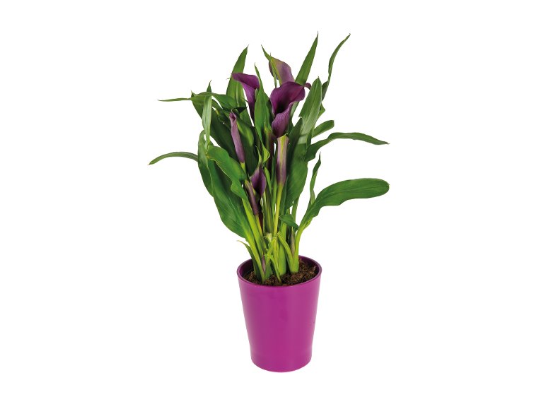 Calla