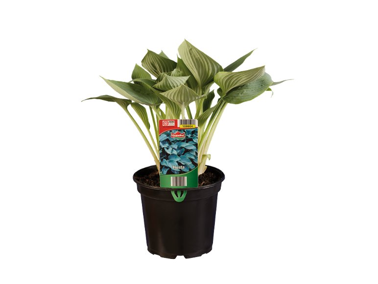 Hosta