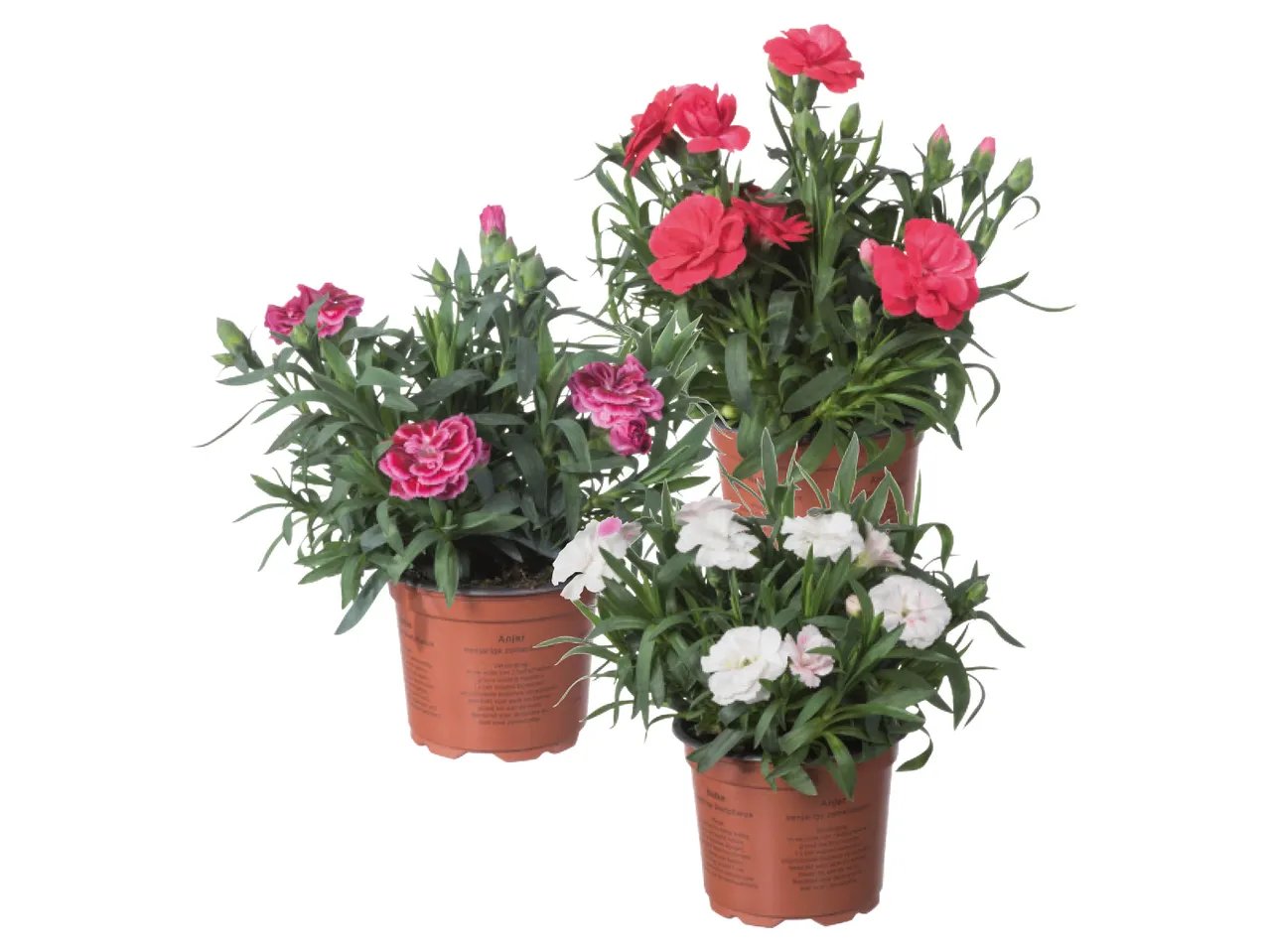 Dianthus