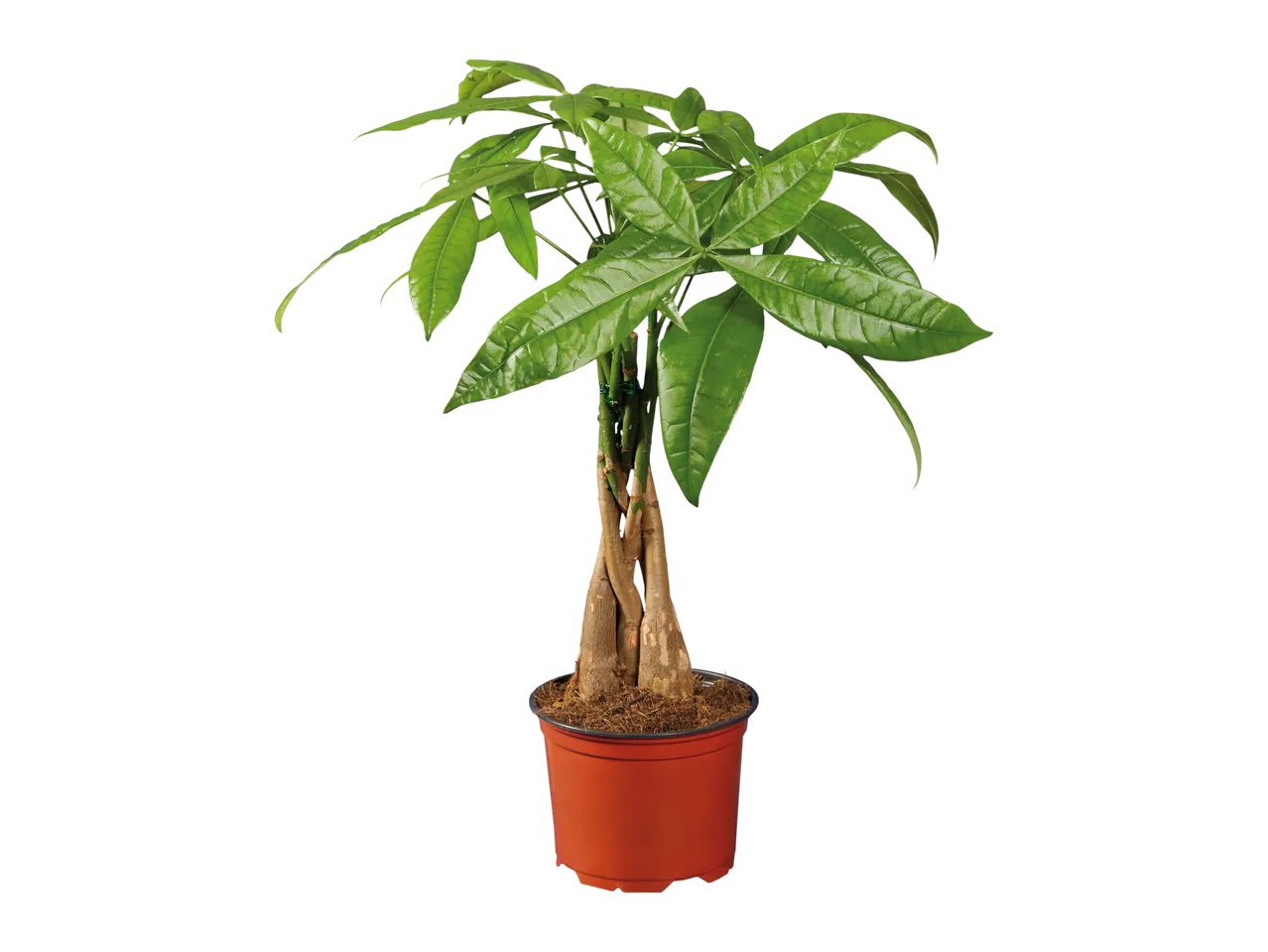 Ficus Ginseng o Pachira