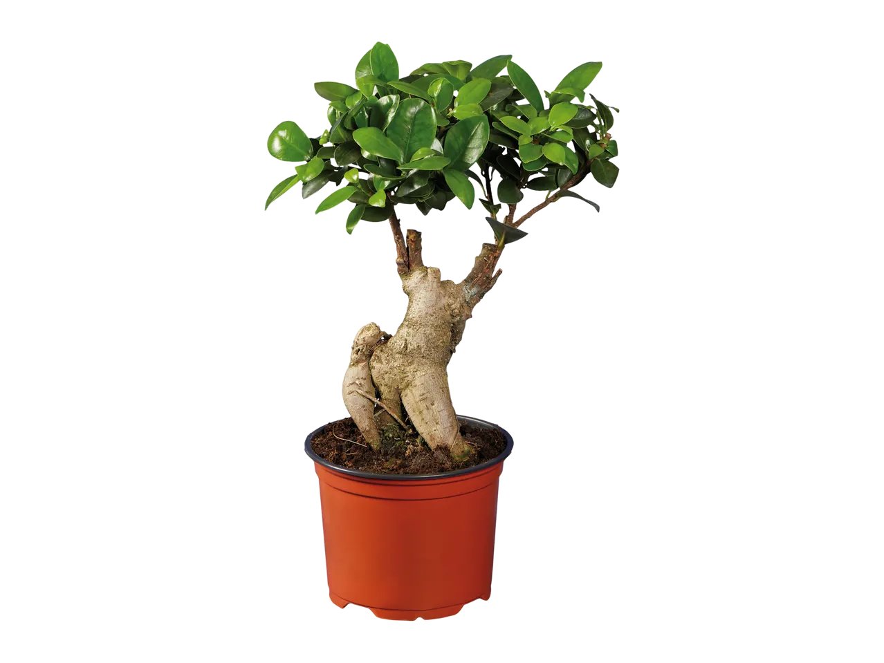 Ficus Ginseng o Pachira