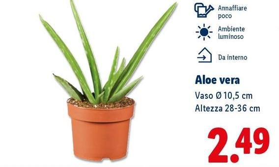 Aloe Vera