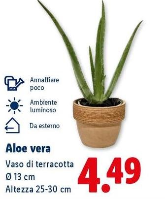 Aloe Vera