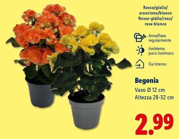 Begonia