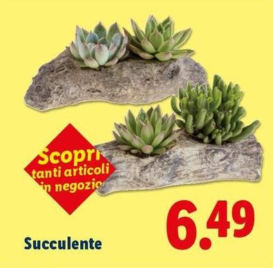 Succulente