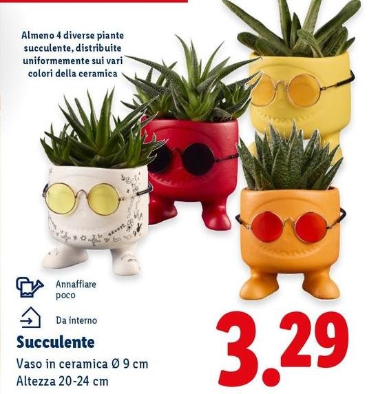 Succulente
