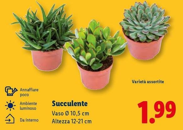 Succulente