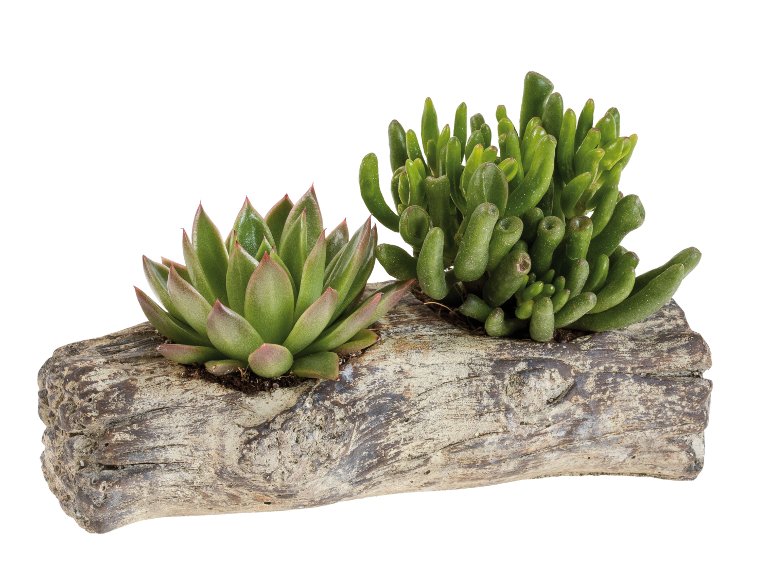 Succulente