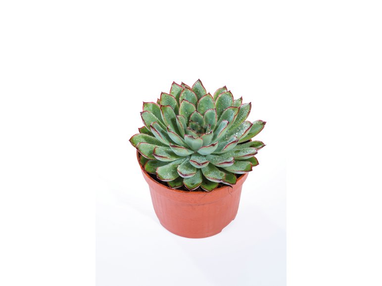 Succulente