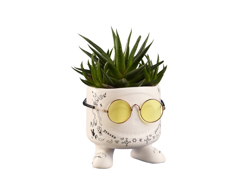Succulente