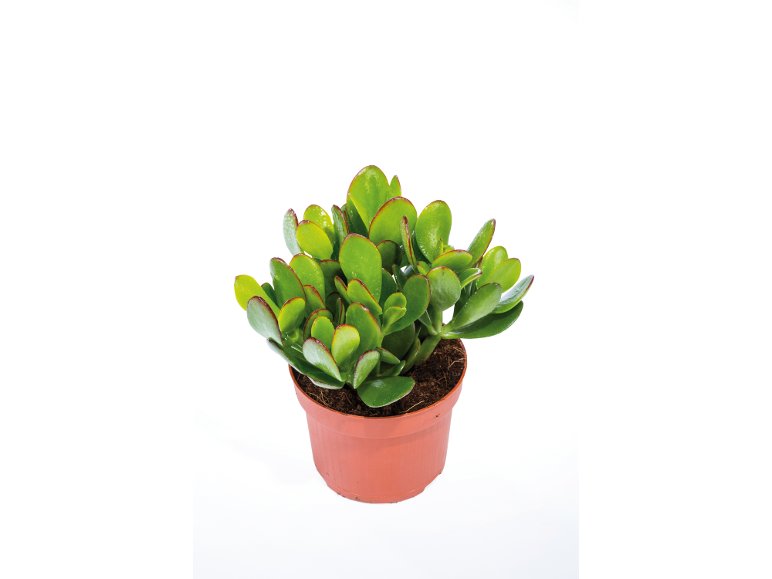 Succulente